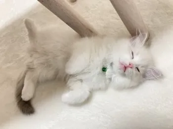おおのーき 様のお迎えした子猫