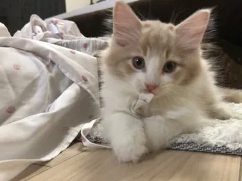 はな 様のお迎えした子猫