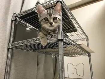 ソラ 様のお迎えした子猫