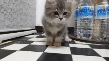 kuu620 様のお迎えした子猫