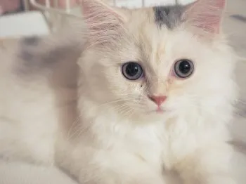 H.Y 様のお迎えした子猫