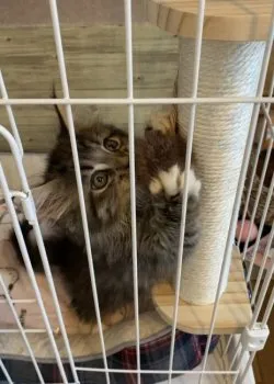 N.Ｉ 様のお迎えした子猫