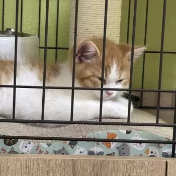ymskystg 様のお迎えした子猫