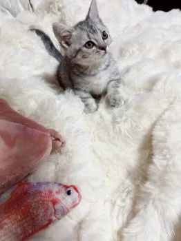 R.S 様のお迎えした子猫