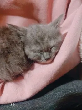 ふじわら 様のお迎えした子猫