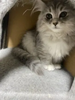 M.T 様のお迎えした子猫