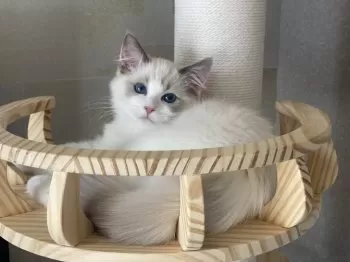 H.S 様のお迎えした子猫