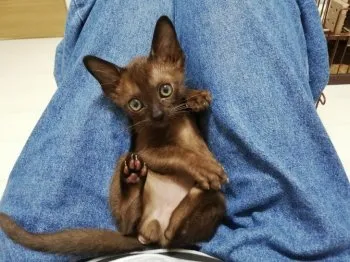 T.I 様のお迎えした子猫