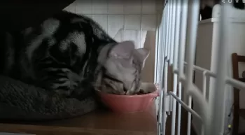A.Y 様のお迎えした子猫