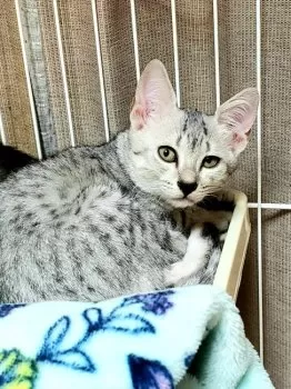 コプちゃん 様のお迎えした子猫