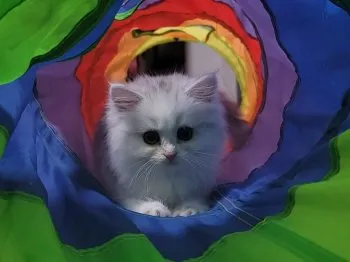 F.Y 様のお迎えした子猫