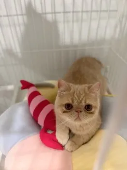 H.M 様のお迎えした子猫