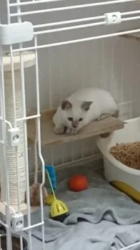 ササ 様のお迎えした子猫