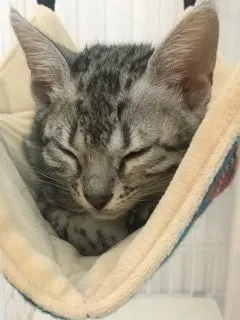 まつ 様のお迎えした子猫