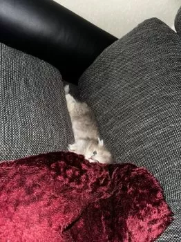 H.E 様のお迎えした子猫