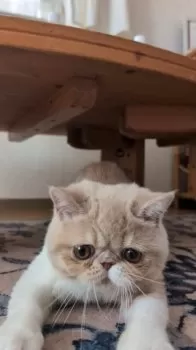 パトモグ 様のお迎えした子猫