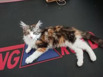サガその 様のお迎えした子猫