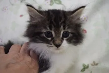 AAA 様のお迎えした子猫