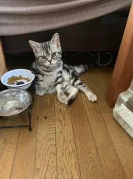 金太郎 様のお迎えした子猫