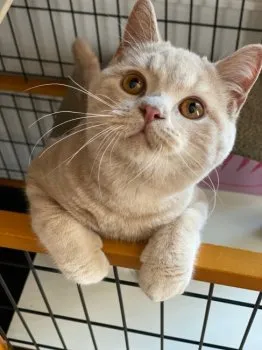 ダイキ 様のお迎えした子猫
