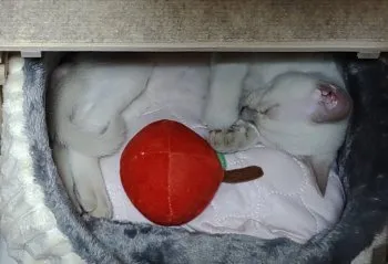 S.M 様のお迎えした子猫