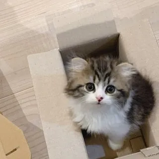 あめだま 様のお迎えした子猫