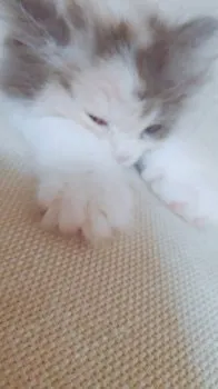 バニラ 様のお迎えした子猫