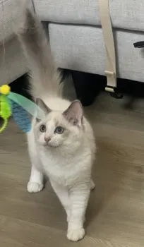 T.K 様のお迎えした子猫