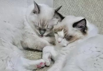 K.M 様のお迎えした子猫