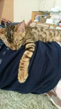 ロア 様のお迎えした子猫