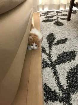 さっち 様のお迎えした子猫