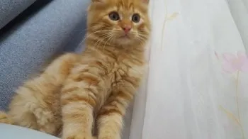 hot.mama 様のお迎えした子猫