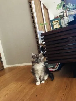 ともとも 様のお迎えした子猫