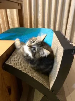 かふか 様のお迎えした子猫