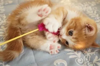Mel 様のお迎えした子猫