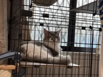 きよ 様のお迎えした子猫