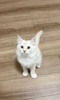 R.M 様のお迎えした子猫