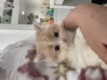 kyokkk 様のお迎えした子猫