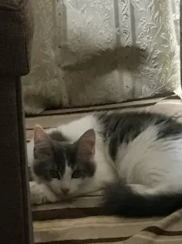 neko8008 様のお迎えした子猫