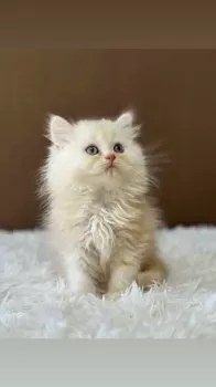ヒロ 様のお迎えした子猫