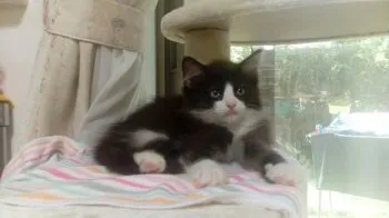 コハク？モカ？ 様のお迎えした子猫