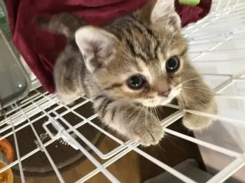 perofamily 様のお迎えした子猫