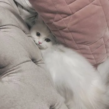 M.N 様のお迎えした子猫