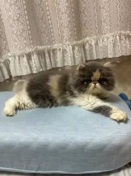 リズメロトリテン 様のお迎えした子猫