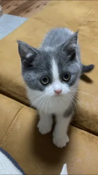 ハル 様のお迎えした子猫