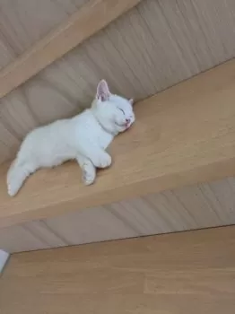 K.T 様のお迎えした子猫