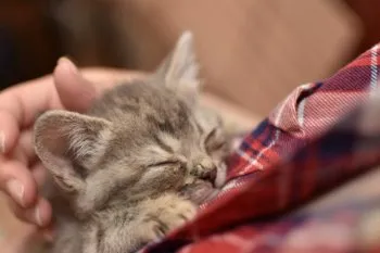 mas 様のお迎えした子猫