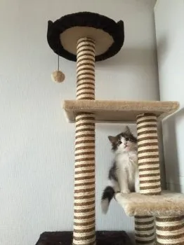 こてっちゃん 様のお迎えした子猫