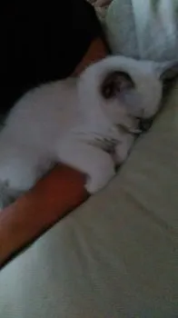 もに 様のお迎えした子猫