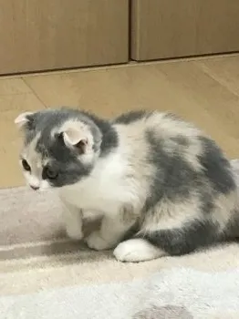 かりにゃん 様のお迎えした子猫